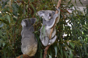emigrate to Australia. Koala bear photo