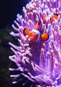 Australian underwater cultural heritage