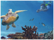 Diving Australia