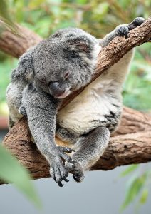 Australia opens borders to the world