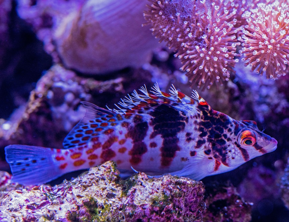 Emigrating to Australia Australian Sea Life