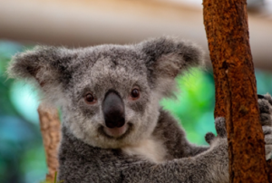 emigrate to Australia. photo of a Koala bear