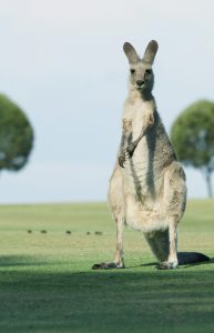 Australian Migration Rules are a changing