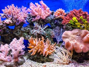 great barrier reef emigrate to australia